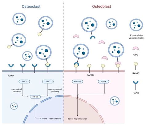 Research Advances On Stem Cell Derived Extracellular Vesicles Promoting The Reconstruction Of