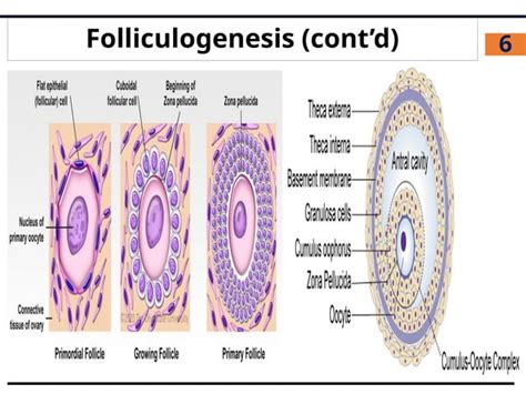 Folliculogenesis Ovulation And Corpus Luteum Pptx