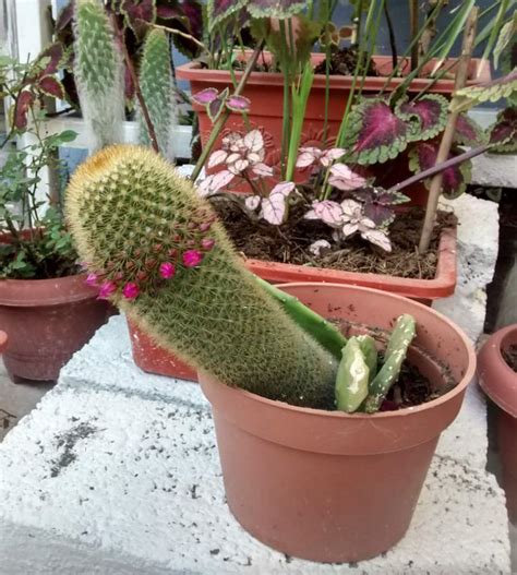 Mi mamá está muy orgullosa de su nuevo cactus a mí me parece un dildo
