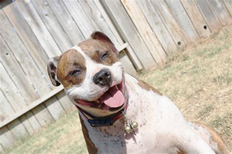 English Bulldog Pitbull Cross