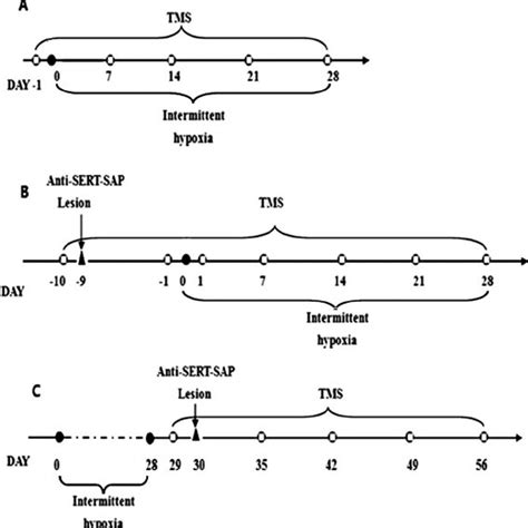 Schematic Diagram Of The Experimental Protocol Tms Panel A