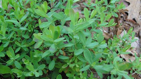 Common Lespedeza Nc State Extension