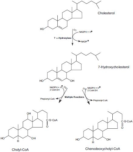 Bile Acids