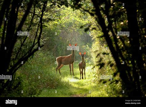 Doe And Fawn White Tailed Deer Hi Res Stock Photography And Images Alamy