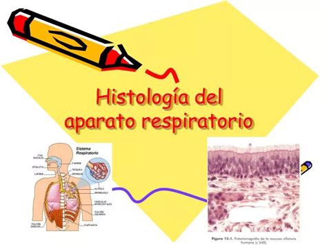 PPT Histología del aparato respiratorio PowerPoint Presentation free