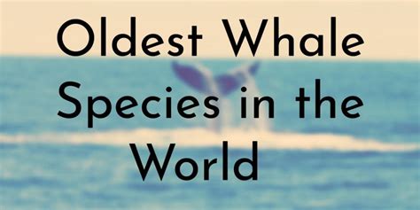 10 Oldest Whale Species in the World - Oldest.org