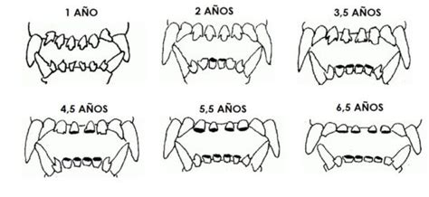 Los Dientes Del Perro Vitalcan Centro Veterinario