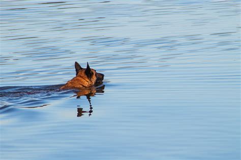 Free Belgian Malinois Malinois Images Pixabay