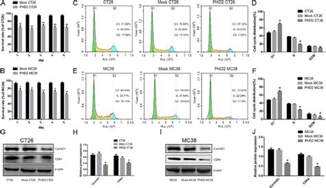 The Effects Of Biological Behavior In Phd2 Ct26 And Phd2 Mc38 Cells A