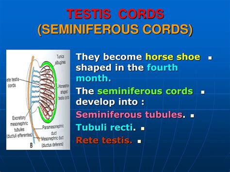 Ppt Genital System Powerpoint Presentation Free Download Id6525714