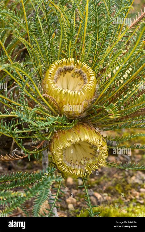 Fern Leaf Banksia Banksia Arctotidis Flowering Banksia Farm Mt