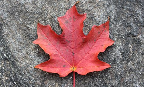 Lookalike Leaves How To Tell The Difference Between Maple Tree