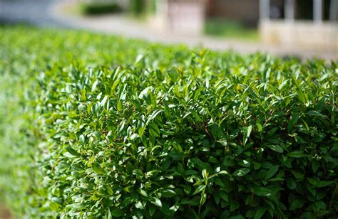 Fast Growing Shrubs For Privacy