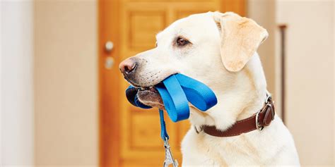 Correas para perros guía para elegir Gentlecan Perros Estilosos