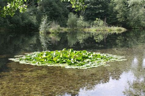 Free Images Tree Nature Grass Swamp Leaf Flower Foliage Stream