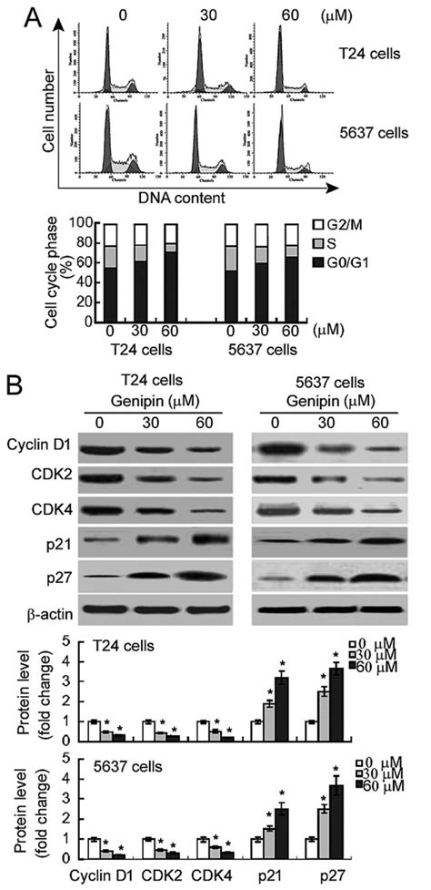 Genipin Inhibits The Growth Of Human Bladder Cancer Cells Via