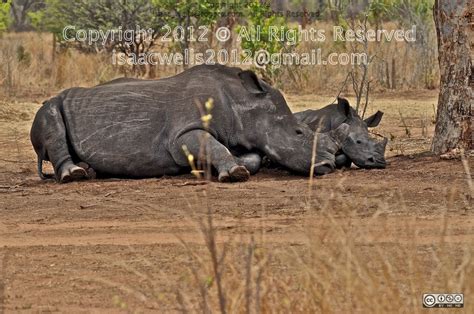 Black Rhinos Mother And Its Baby Calf Cub South Africa Flickr