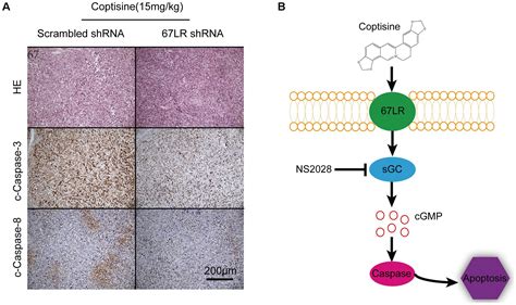 Frontiers Coptisine Induces Apoptosis In Human Hepatoma Cells Through