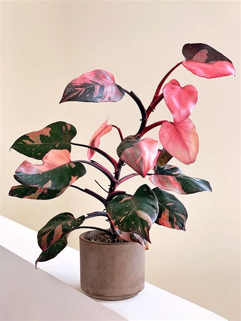 Every Plant Collector Covets the Pink Princess Philodendron