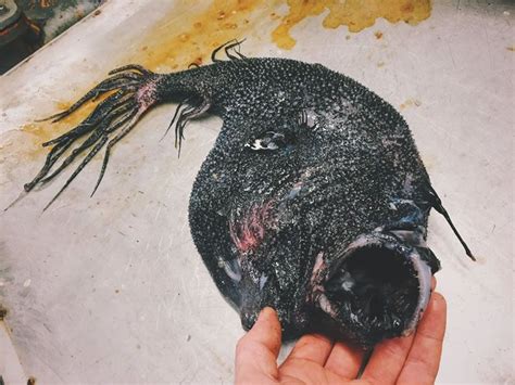 39 Scary Deep Sea Creatures Photos By Russian Fisherman Is A Nightmare