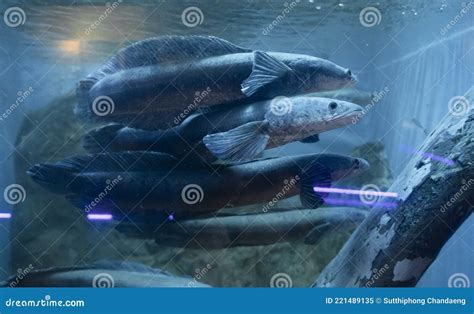 Snakehead Fish in Aquarium. Freshwater Fish Stock Image - Image of look ...