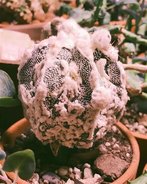 Strange Unique Succulents You Ve Probably Never Seen Before