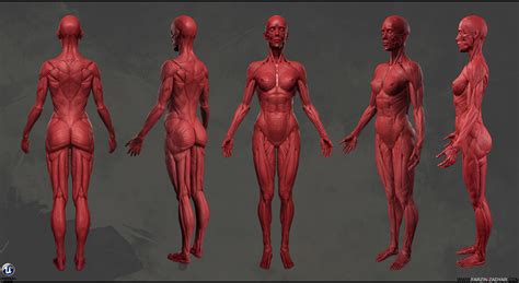 Female Anatomy Kit Polycount