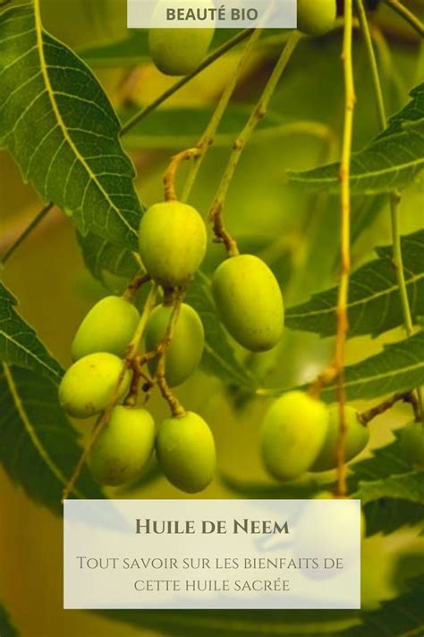 L huile végétale de neem bio Fruit Ainsi Comme Organic Beauty