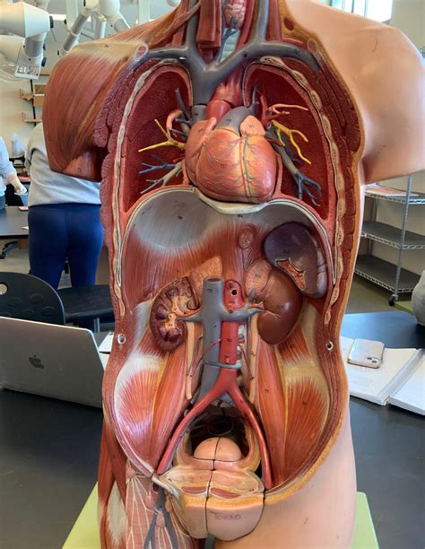 Torso Arteries And Veins Diagram Quizlet