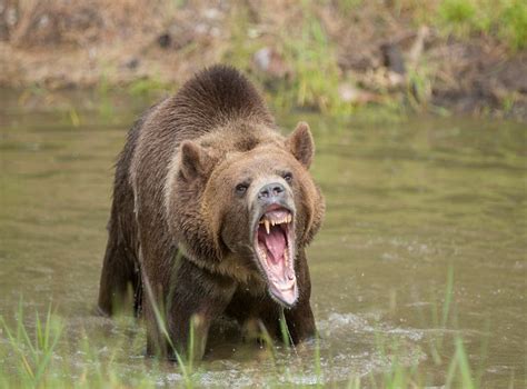 Hiker survives Alaska bear attack | The Independent