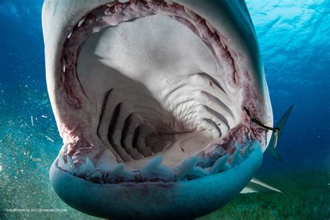 Open wide: Go inside the mouth of a tiger shark | Sharks | Earth Touch News
