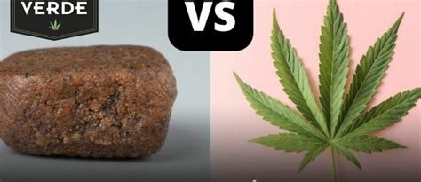 Diferencia entre hachís y marihuana Lo esencial