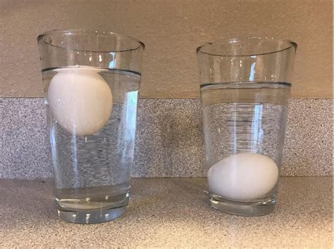 Floating Egg Experiment Observations