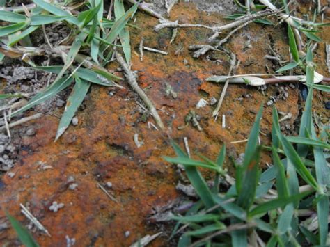 Rust Lawn Disease | TurfGator