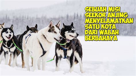 Kisah Seekor Anjing Menyelamatkan Satu Kota Dari Sebuah Wabah Alur