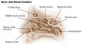 Nose Ulcers - Health Advisor