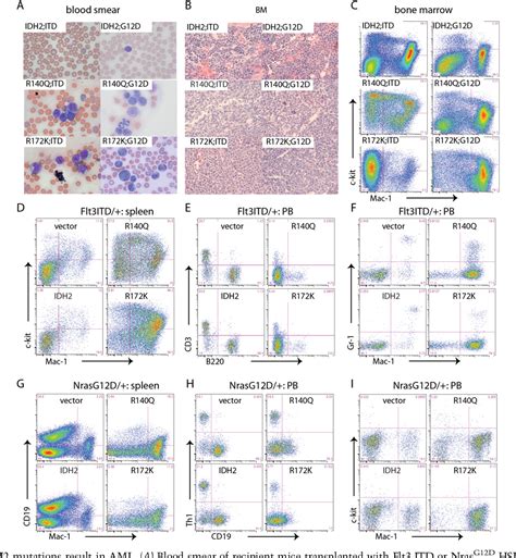 Figure 2 From Cancer Associated Idh2 Mutants Drive An Acute Myeloid