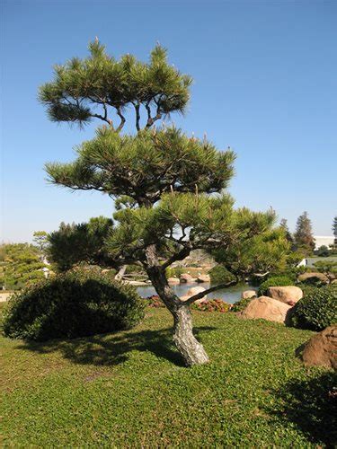 Japanese Garden Plants Landscaping Network