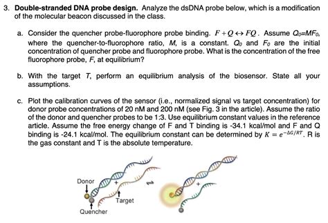 Double-stranded DNA probe design. Analyze the dsDNA | Chegg.com