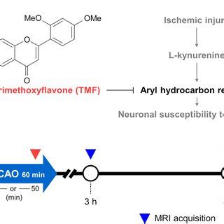 Inhibition Of Aryl Hydrocarbon Receptor AhR Activation And Magnetic