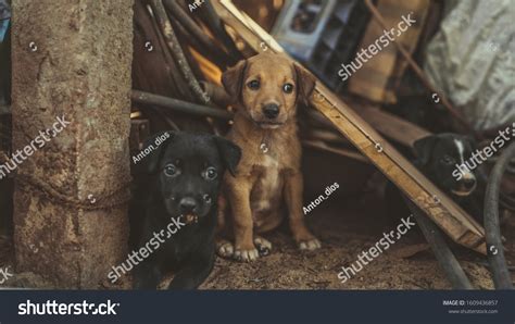 174 Junkyard dog Images, Stock Photos & Vectors | Shutterstock