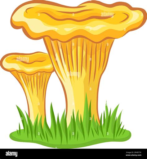 Chanterelle Mushroom Vector Image Without Background Stock Vector Image