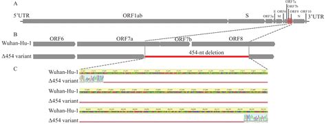 Emergence Of A Sars Cov Omicron Subvariant Ba With A