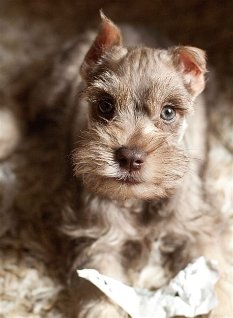 Mini Schnauzer | Miniature schnauzer puppies, Schnauzer puppy, Mini ...