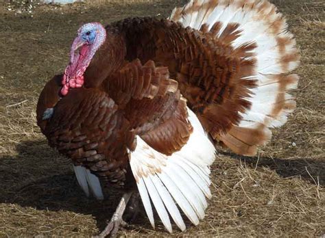 Jersey Buff Turkey Breed Profile Facts Traits Eggs Bird Baron