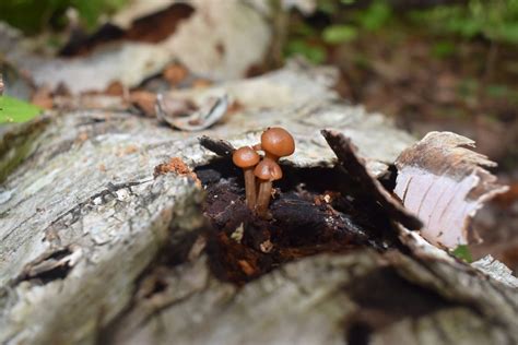 Great Lakes Fungi 🍄 On Twitter Noticing A Lot Of Mushrooms Popping