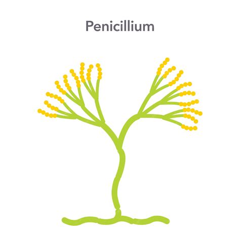 Premium Vector Penicillium Mold Fungi Science Vector Illustration