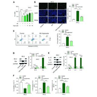 Hyperoside Protects Hk Cells Against Hg Induced Apoptosis And