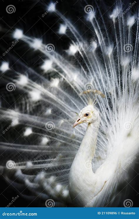 Weißer Albino Pfau stockfoto Bild von pfauhenne albino 21109896