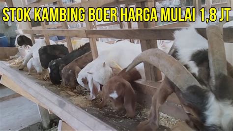 UPDATE STOK KAMBING BOER DI KANDANG BOERKAH JAYA FARM HARGA MULAI 1 8